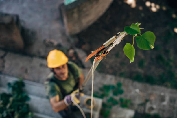 How Our Tree Care Process Works  in  Elizabethville, PA